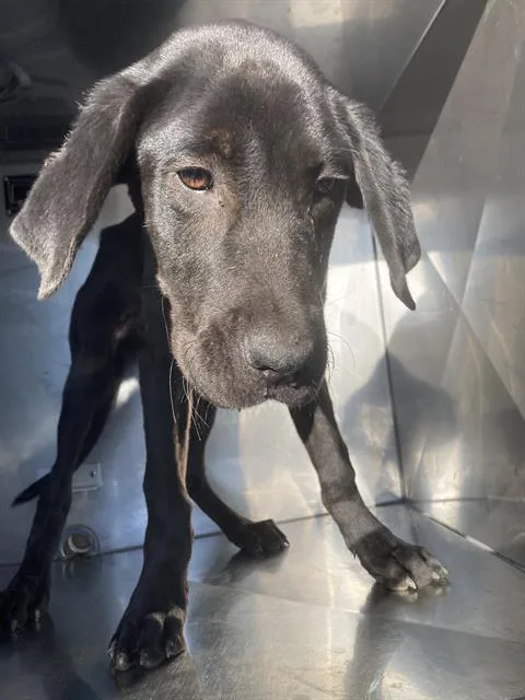 A baby large-sized male Mixed Breed dog named Captain for adoption in Dallas, TX