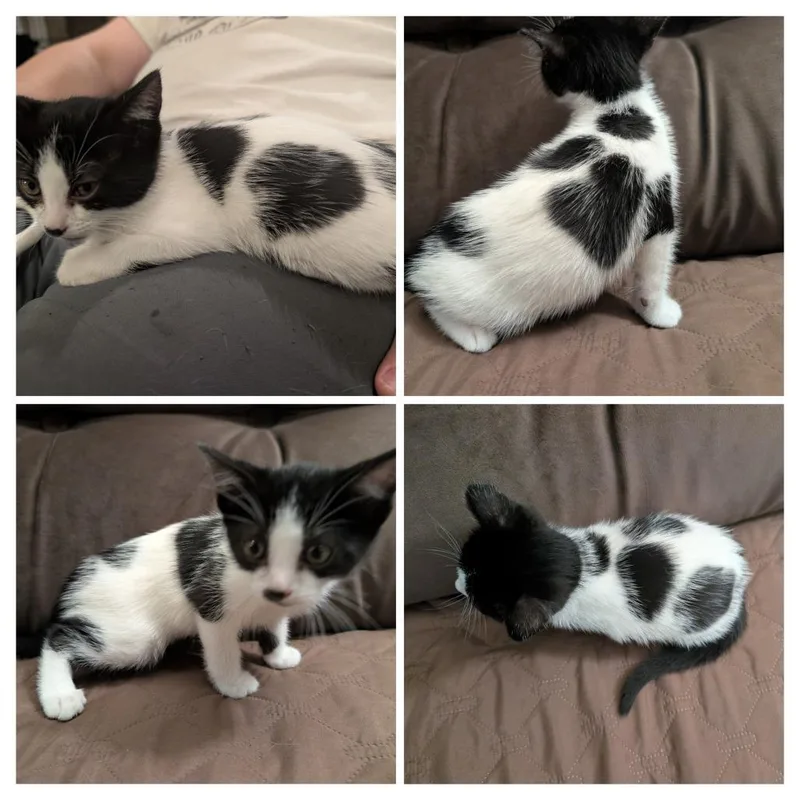 A baby small-sized male White Domestic Short Hair cat named Bingo for adoption in Long Beach, CA