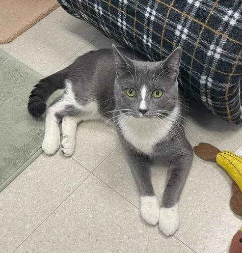 An adult medium-sized male Gray & White Domestic Short Hair cat named Grady for adoption in Rochester, NY