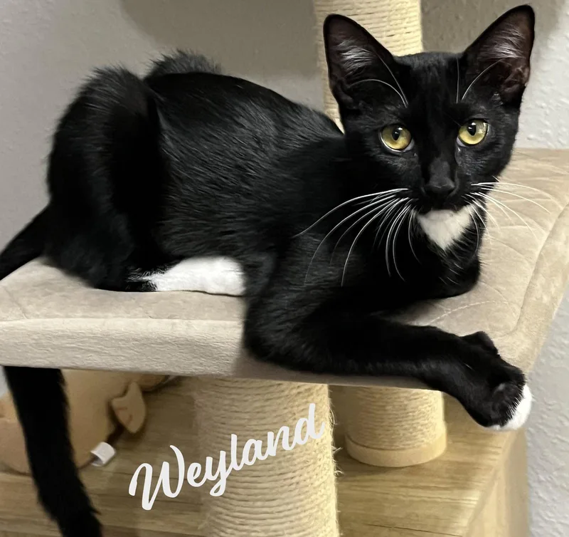 A baby medium-sized female Tuxedo cat named Weyland magnificentlitter for adoption in Houston, TX
