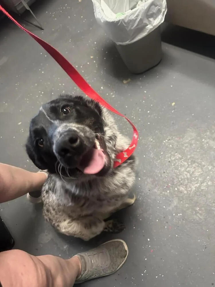 An adult medium-sized male Tricolor (Brown, Black, & White) Border Collie dog named Cannoli for adoption in Aurora, CO