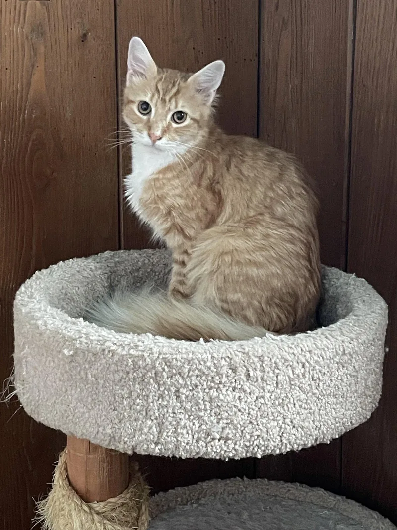A baby medium-sized male Orange & White Domestic Medium Hair cat named Robin for adoption in Lutherville, MD