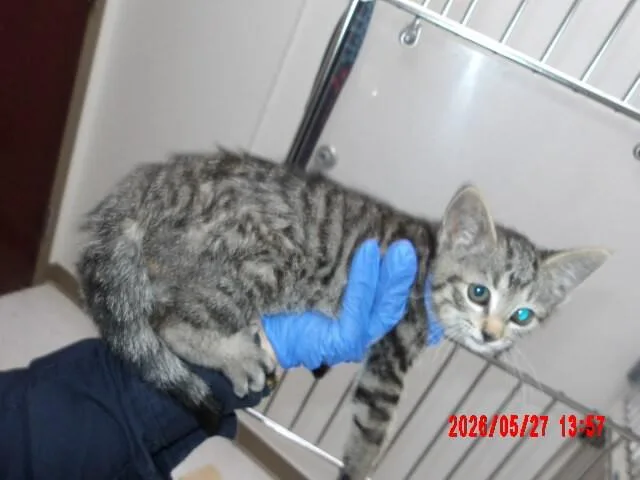 A young medium-sized female Gray / Blue / Silver Domestic Short Hair cat named Linda for adoption in Hobbs, NM