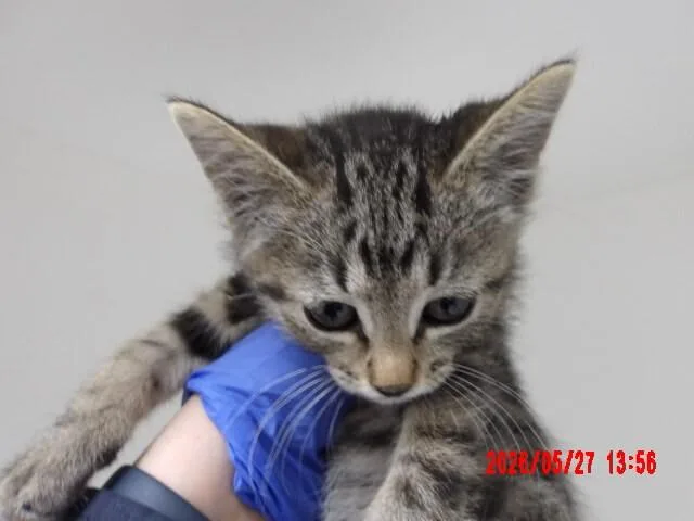 Linda thumbnail 3