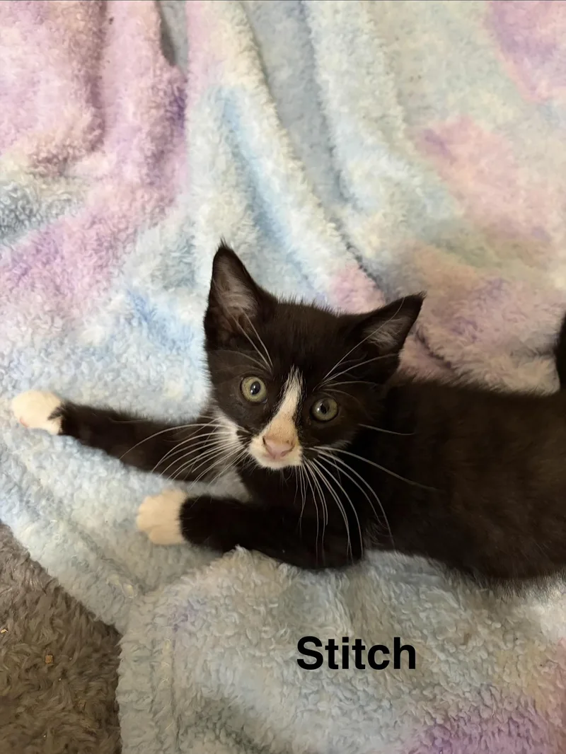 Stitch
