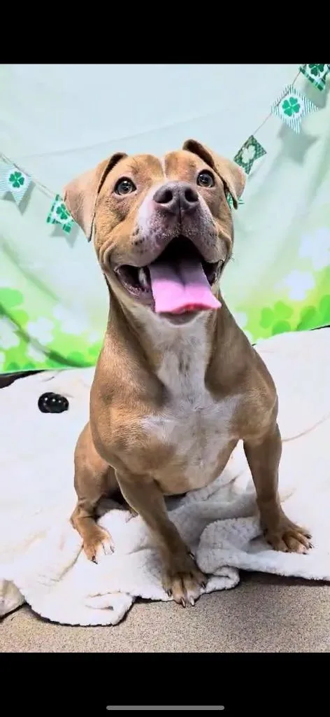 Valentine thumbnail 2