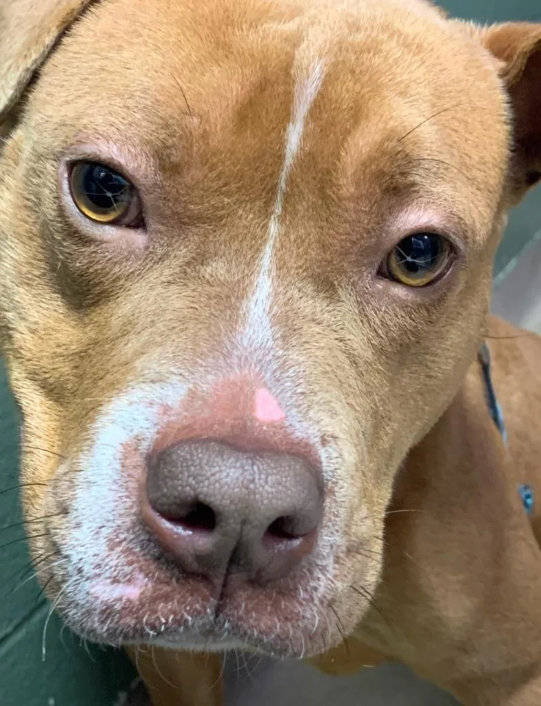 Valentine thumbnail 3