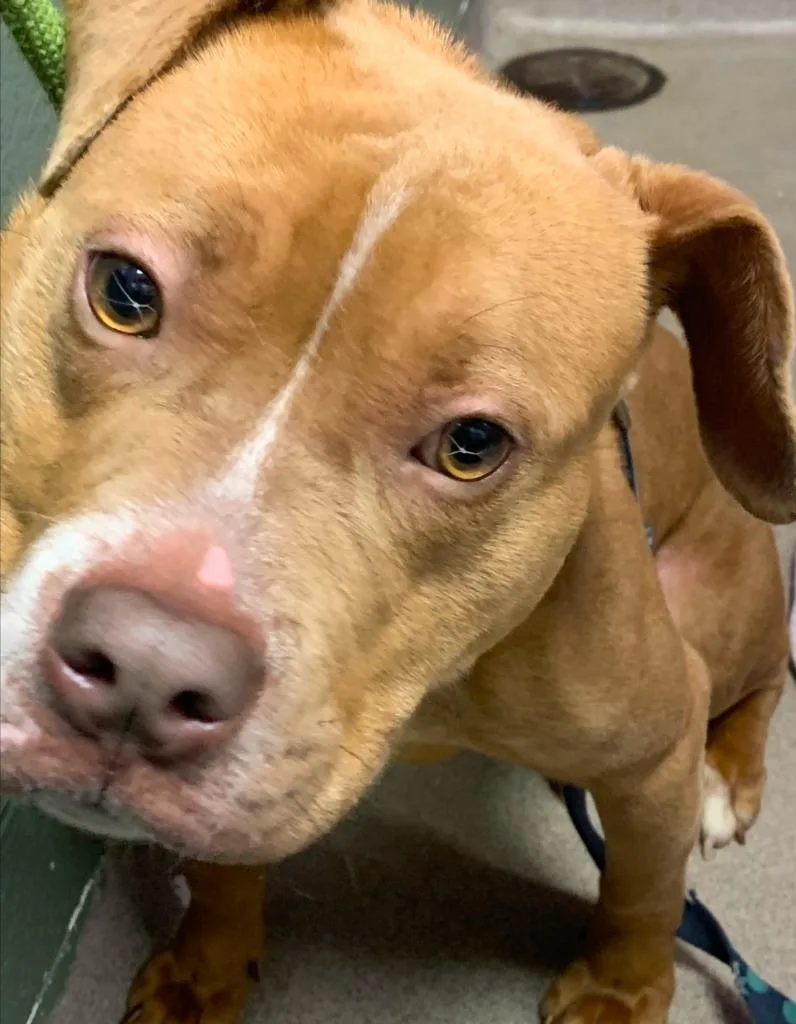 Valentine thumbnail 4