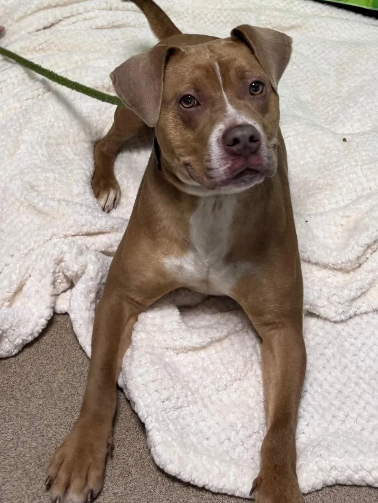 Valentine thumbnail 6