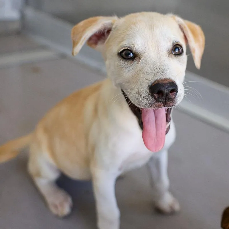 A baby medium-sized female White / Cream Mixed Breed dog named White Bread for adoption in Bradenton, FL