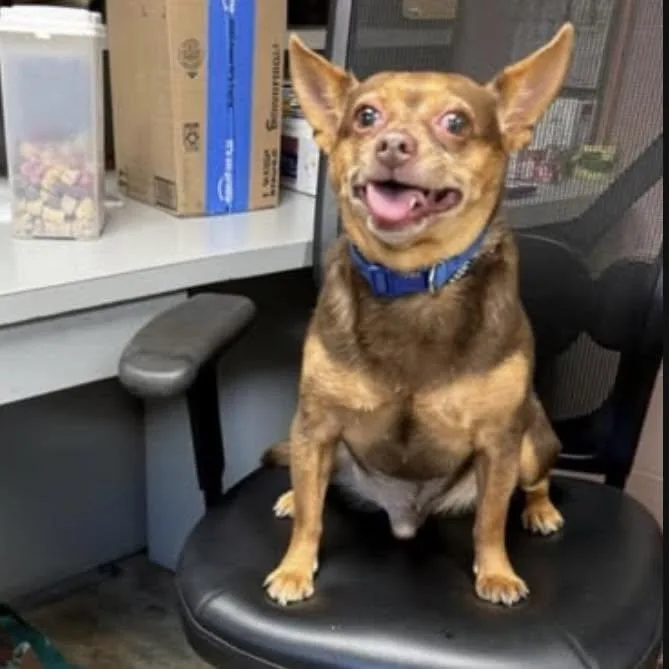 An adult small-sized male Brown / Chocolate Chiweenie dog named Rocco for adoption in Cadiz, OH