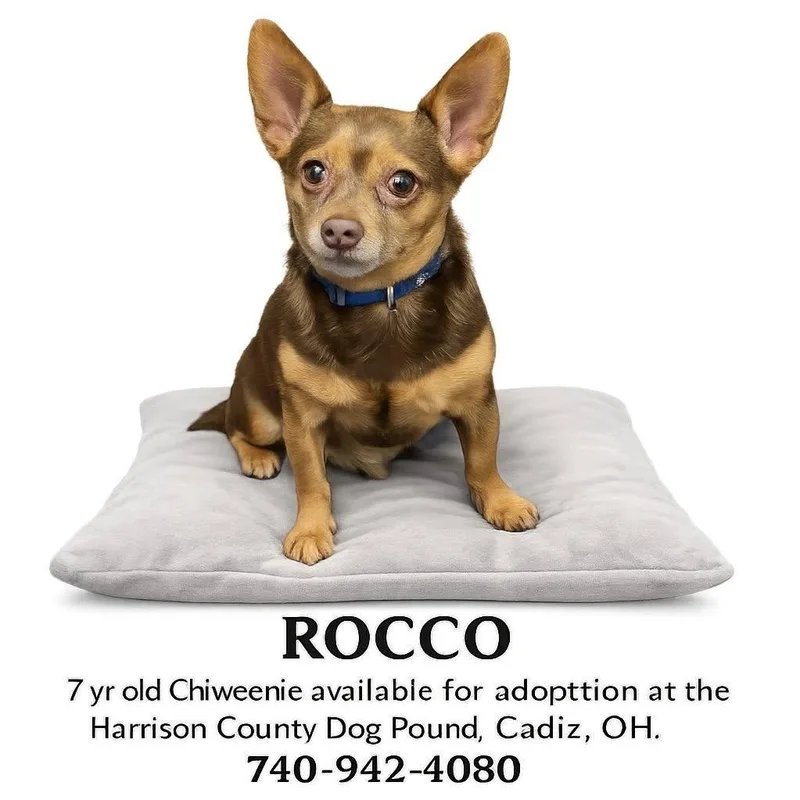 Rocco thumbnail 3