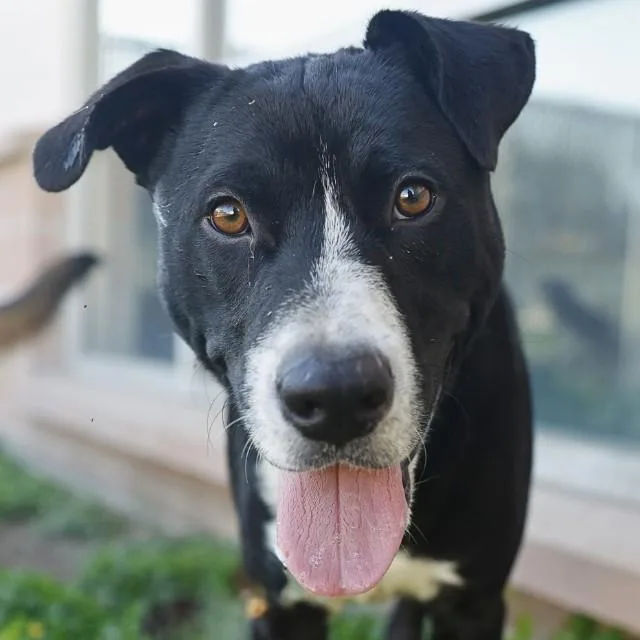 A young medium-sized male American Staffordshire Terrier dog named Buster for adoption in San Antonio, TX