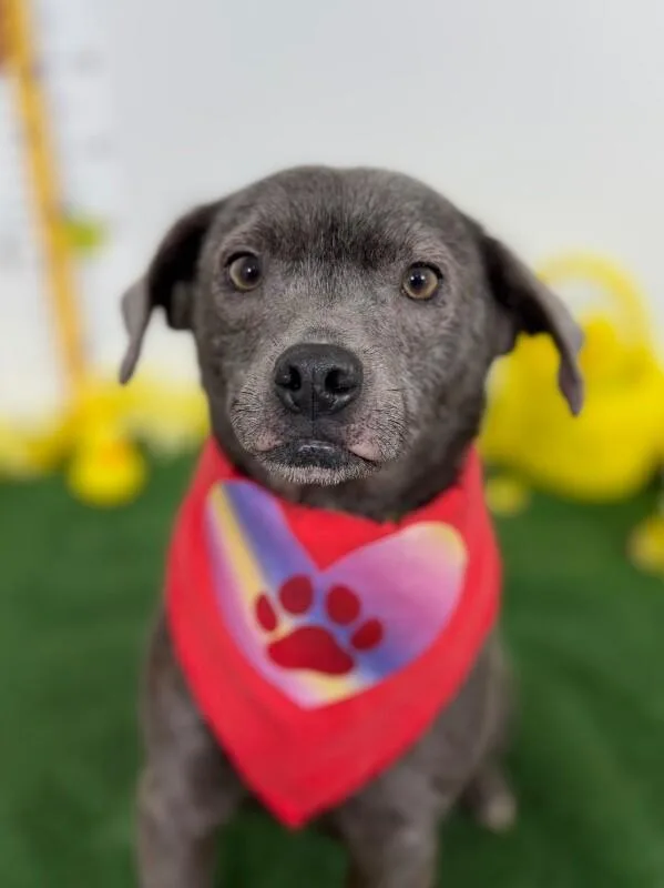 An adult medium-sized female Gray / Blue / Silver Border Terrier dog named Squirt for adoption in Carlsbad, CA