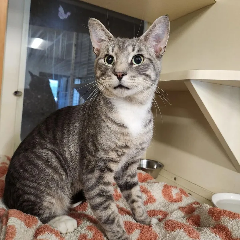 An adult large-sized male Gray / Blue / Silver Domestic Short Hair cat named Grover for adoption in Hinsdale, IL