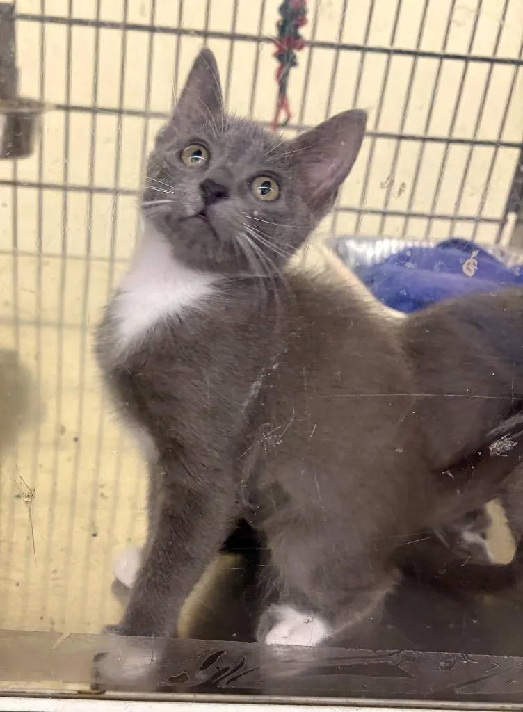 A baby medium-sized female Domestic Short Hair cat named Feejee Water for adoption in Fort Lupton, CO