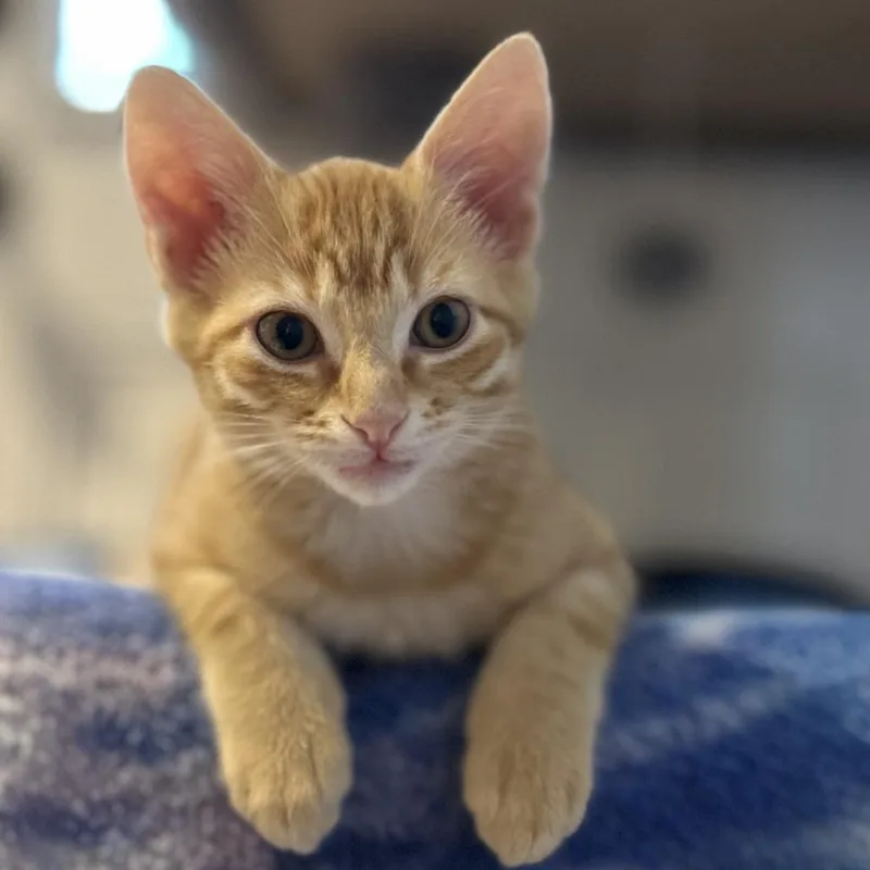 A baby small-sized male Orange / Red Domestic Short Hair cat named Gladiator for adoption in Roswell, GA