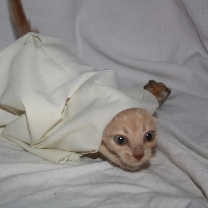 A baby small-sized male Orange / Red Domestic Short Hair cat named Potato for adoption in Greenwood, MO