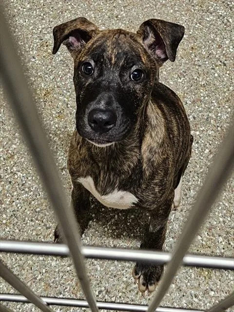 A baby large-sized female Mastiff dog named Thimble for adoption in Clyde, NC
