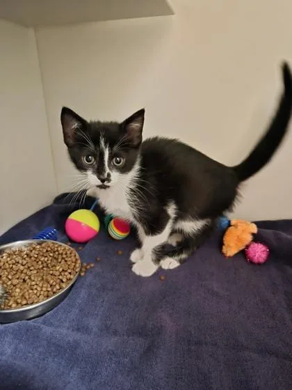 A baby small-sized female Domestic Short Hair cat named Rascal for adoption in Savannah, GA