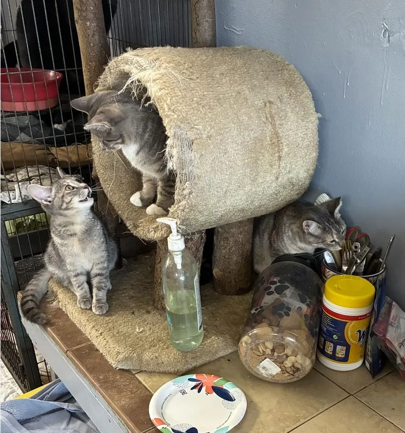 Maggie  Millie  thumbnail 2