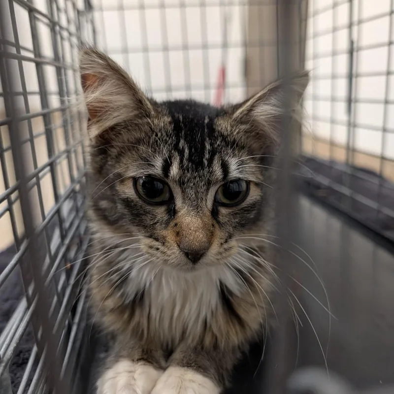 An adult medium-sized female Brown / Chocolate Domestic Short Hair cat named Missy Moo for adoption in League City, TX
