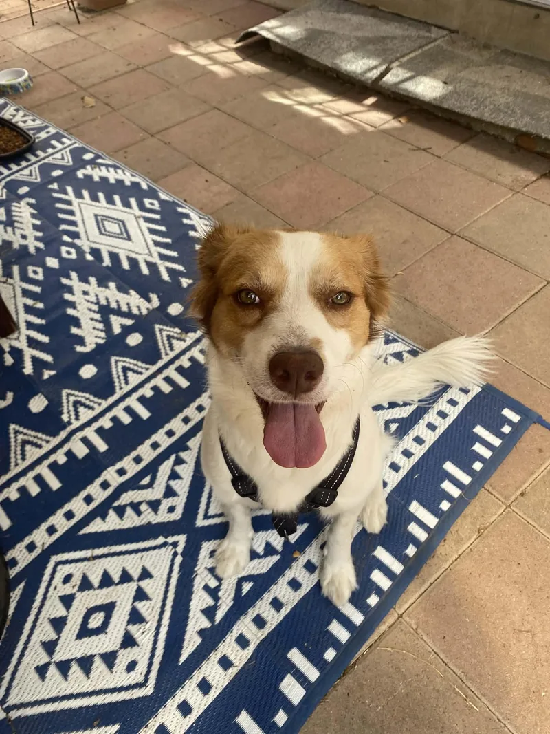 Guero