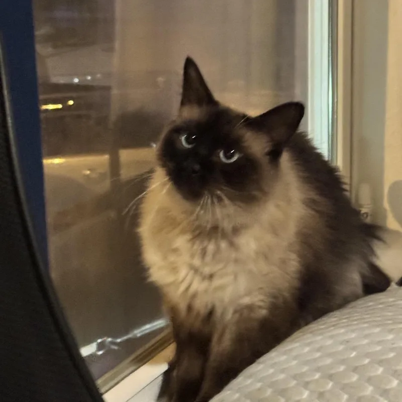 Luna and Blue