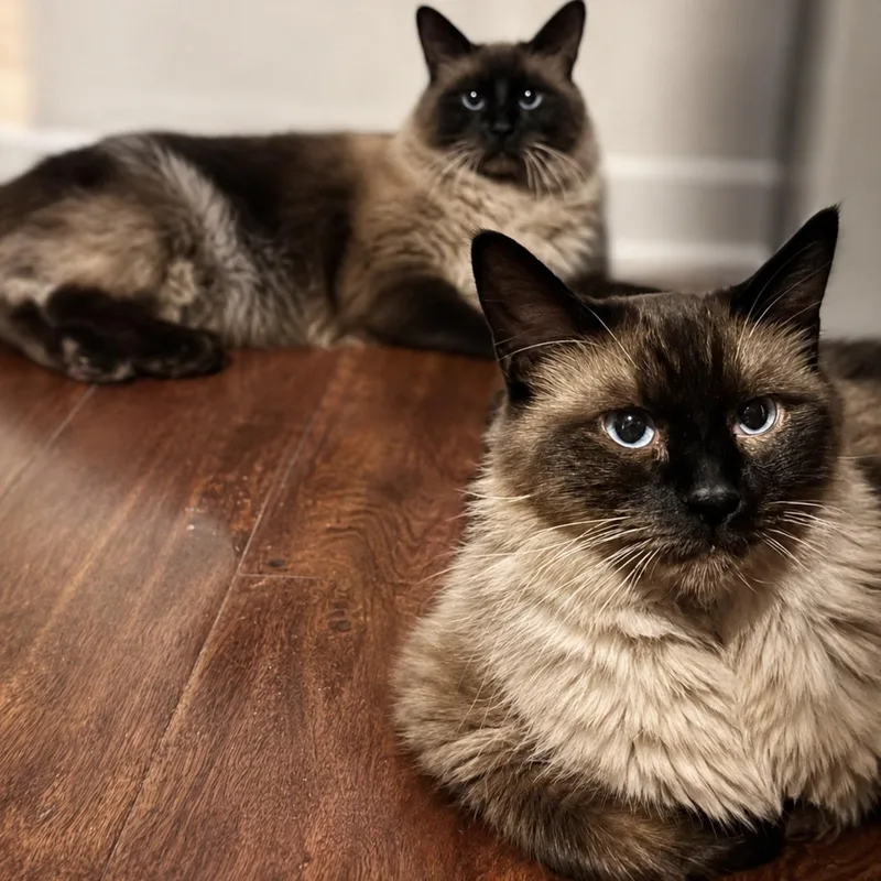 Luna and Blue thumbnail 2