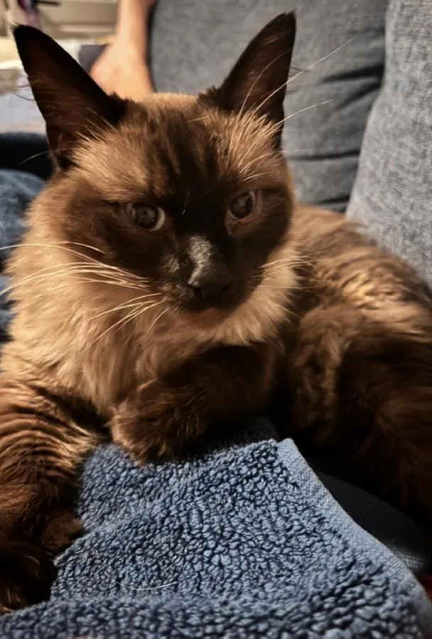 Luna and Blue thumbnail 3
