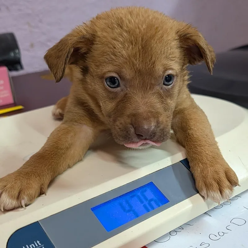 A baby large-sized female Yellow / Tan / Blond / Fawn Mixed Breed dog named Blair for adoption in Jefferson city, TN