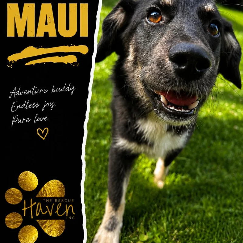 A baby medium-sized male Black Mixed Breed dog named Maui for adoption in Farmersville, OH