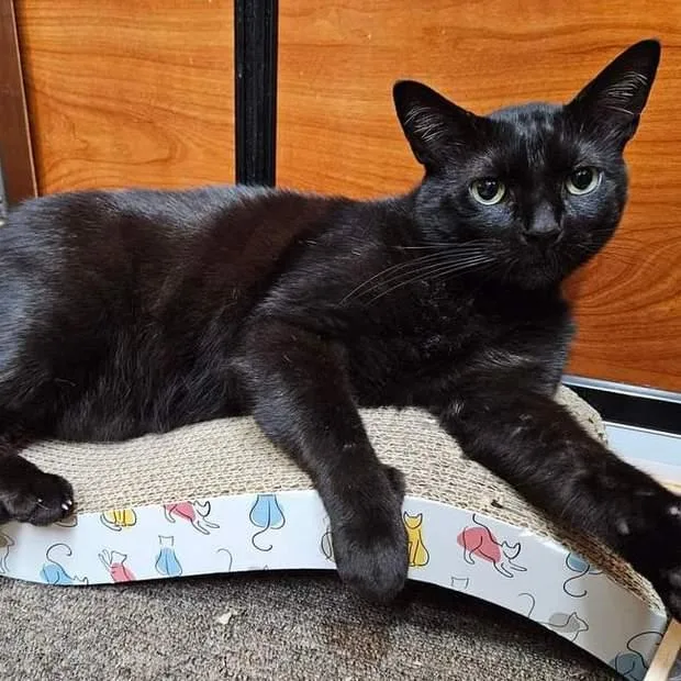 An adult large-sized male Black Domestic Short Hair cat named Mr Blackstar for adoption in Fishkill, NY