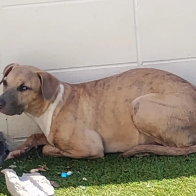 An adult medium-sized female Brown / Chocolate Mixed Breed dog named Rowe for adoption in LOXAHATCHEE, FL