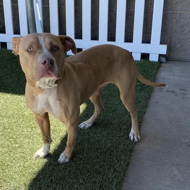 An adult large-sized female Pit Bull Terrier dog named A for adoption in Modesto, CA