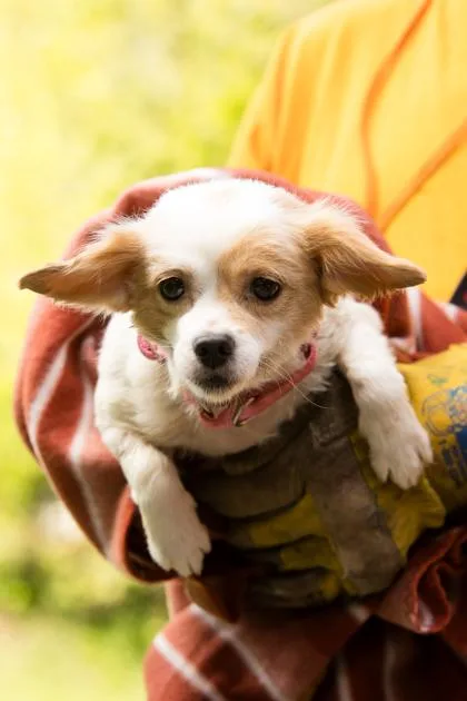 An adult small-sized female Mixed Breed dog named Peach Blossom for adoption in West Chester, PA