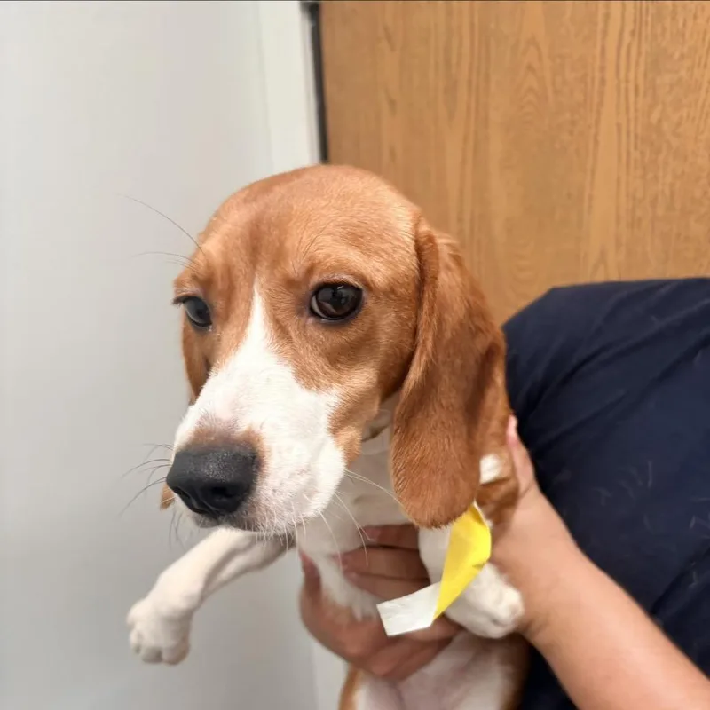 An adult small-sized female Brown / Chocolate Beagle dog named Scarlet for adoption in LOXAHATCHEE, FL