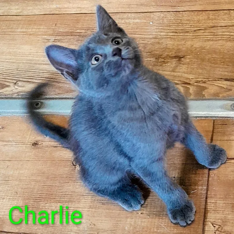 Charlie thumbnail 2