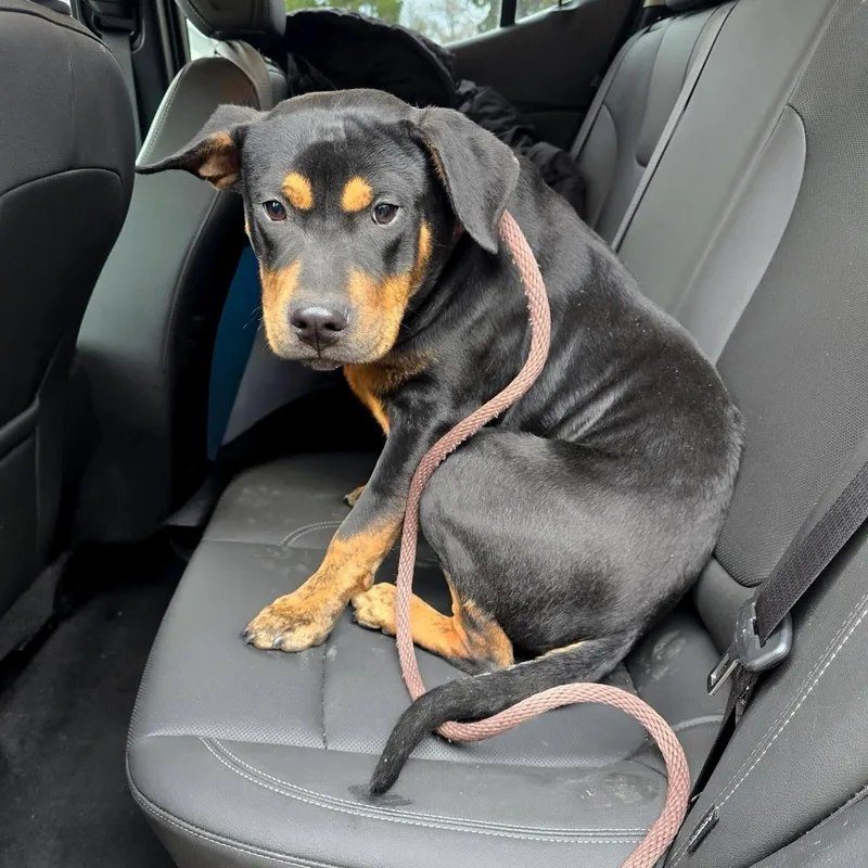 Stanley Needs A Forever thumbnail 2