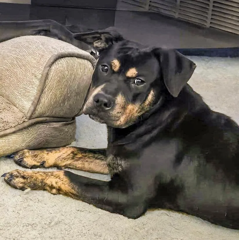 Stanley Needs A Forever thumbnail 3