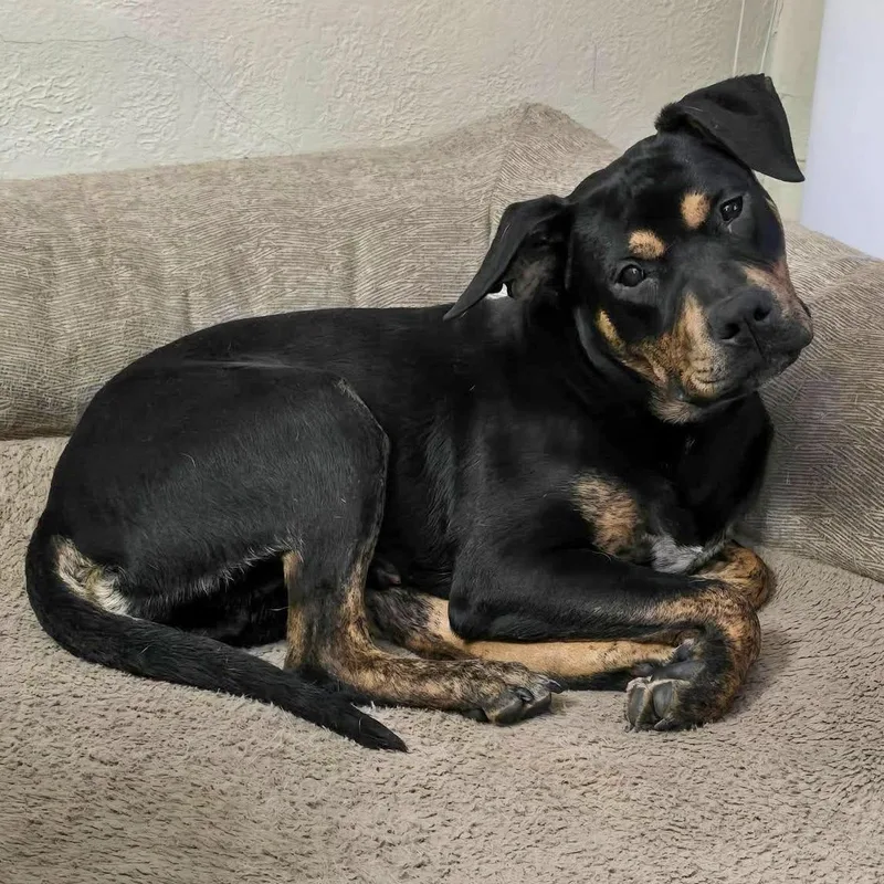 Stanley Needs A Forever