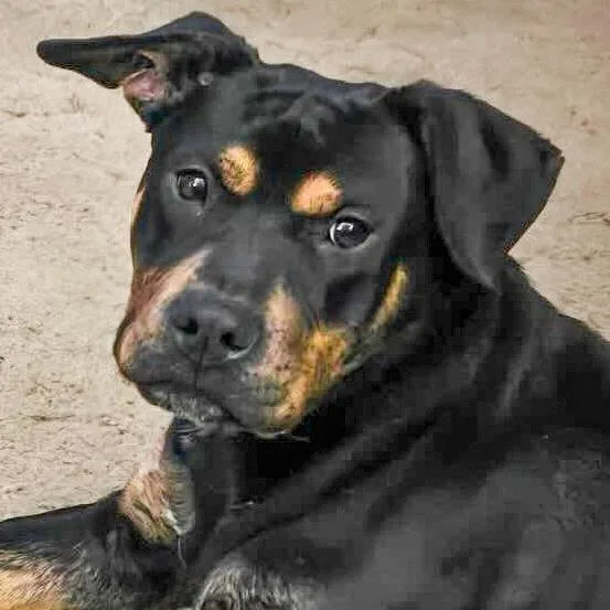 Stanley Needs A Forever thumbnail 4