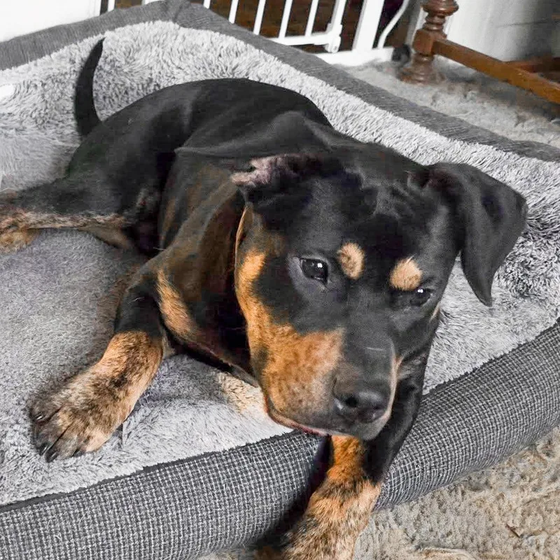 Stanley Needs A Forever thumbnail 5