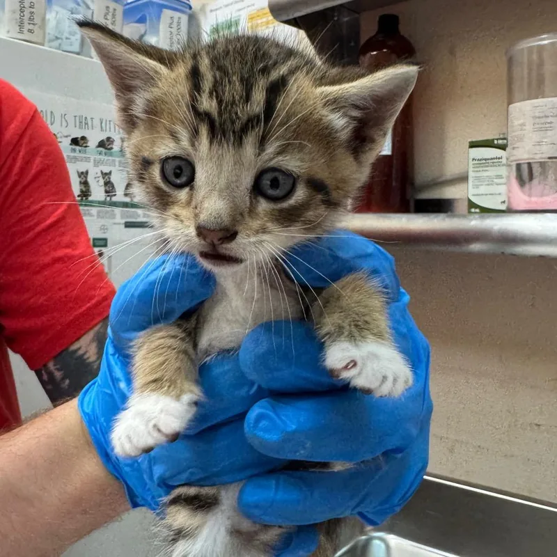 A baby small-sized male Brown / Chocolate Domestic Short Hair cat named Yuzu for adoption in Birmingham, AL