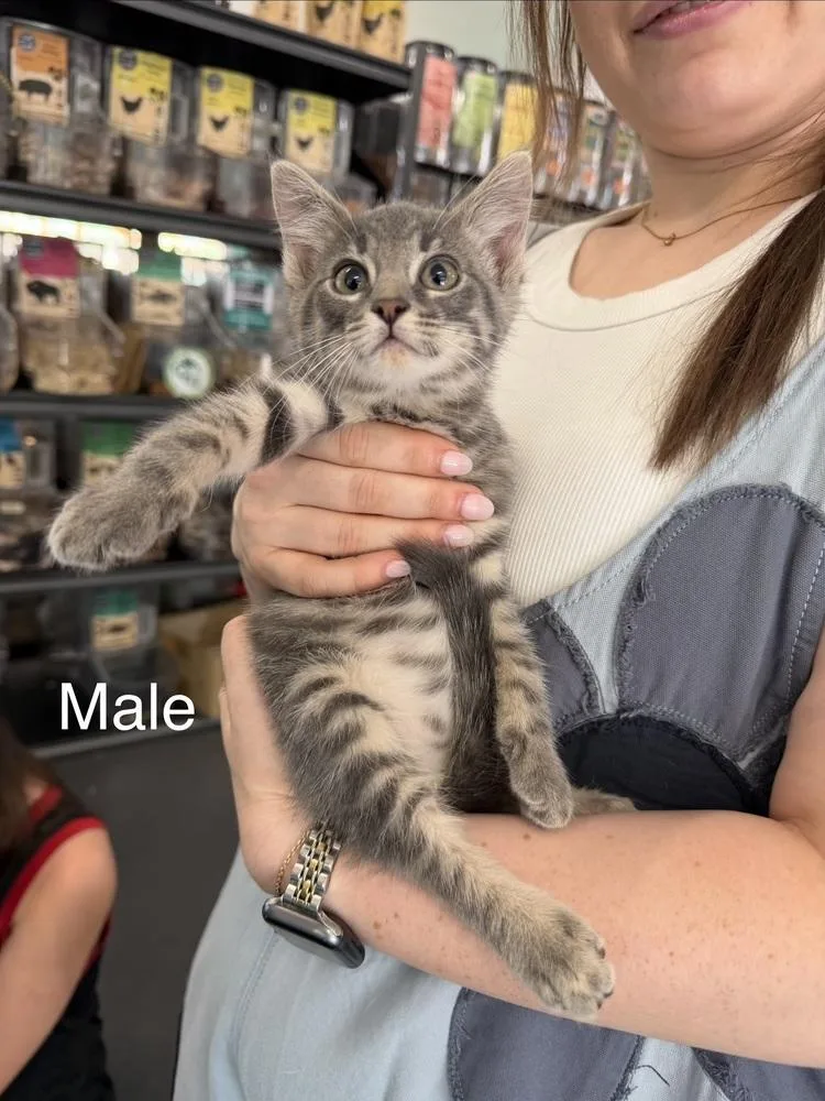 A baby small-sized male Gray & White Domestic Short Hair cat named Ash for adoption in Lafayette, CO