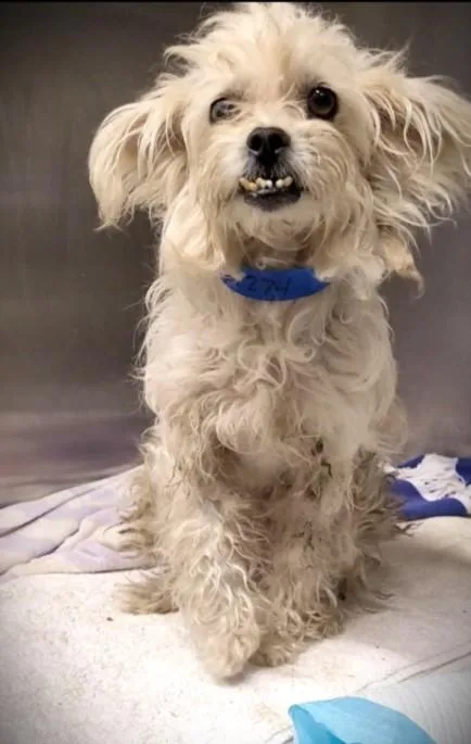 An adult medium-sized female Maltese dog named Julia for adoption in Los Angeles, CA