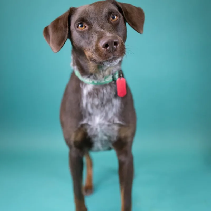 An adult medium-sized female Brown / Chocolate Mixed Breed dog named Brownie for adoption in Portland, OR
