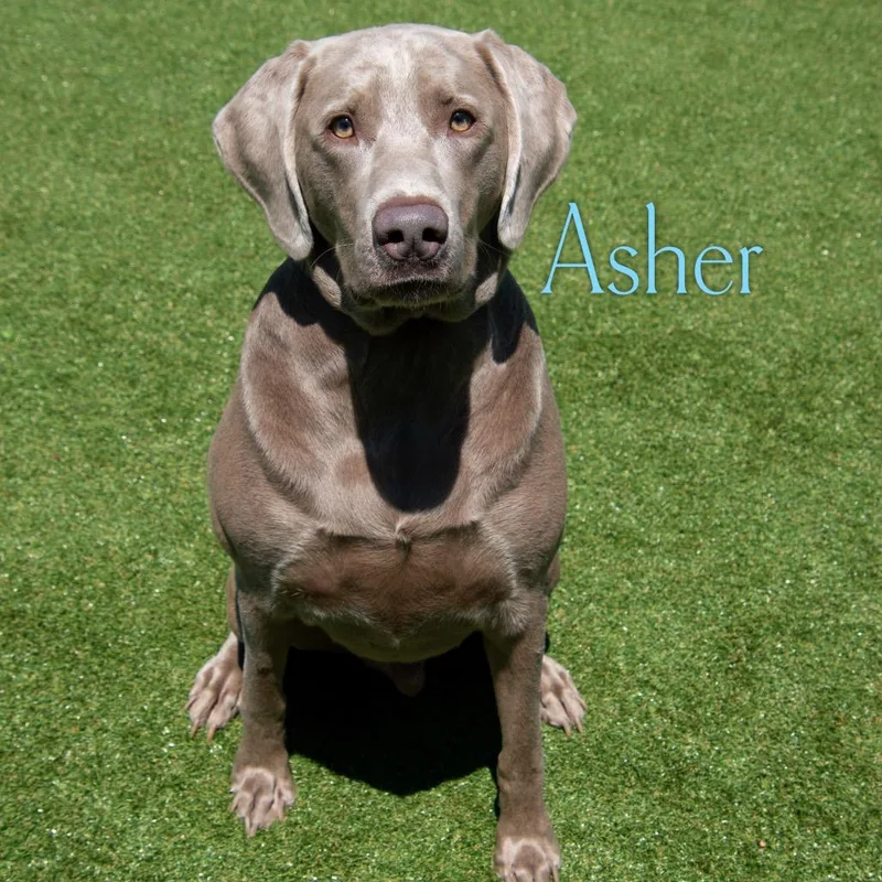 A senior extra large-sized male Gray / Blue / Silver Labrador Retriever dog named Asher for adoption in Parkersburg, WV