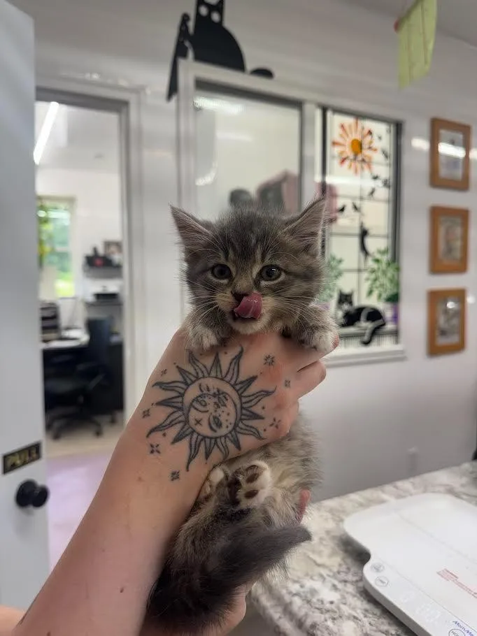 A baby small-sized female Domestic Medium Hair cat named Bluey for adoption in Glenfield, NY