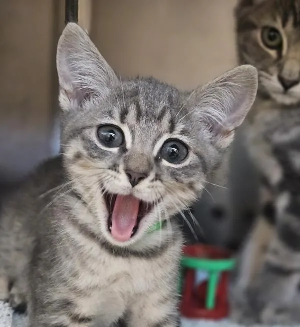 A baby small-sized male Domestic Short Hair cat named Tornado for adoption in Oakland, CA